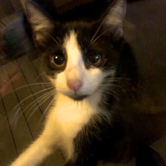 😻 Sylvester 😻
